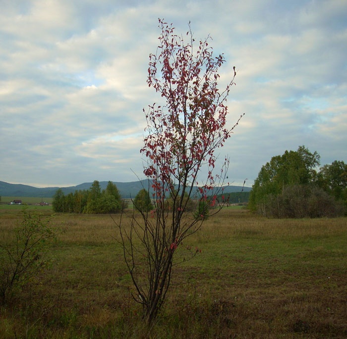 Черемушка